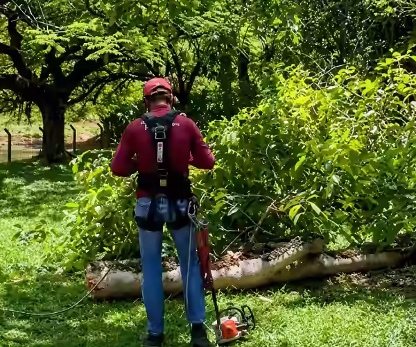 manutenção de areas verdes trikes podas campinas