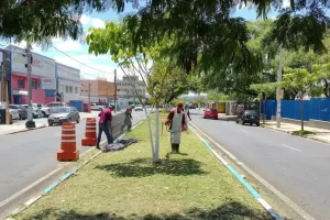 manutencao e limpeza de terrenos em campinas 2 manutencao e limpeza de terrenos em campinas 2